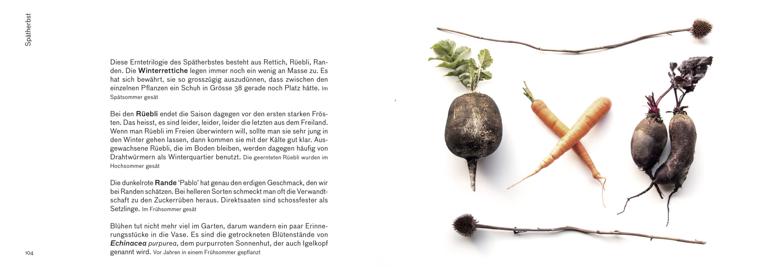 Erntebilder – mit vielen Tipps für den Anbau von Gemüse, Salat und Co. – Bild 11