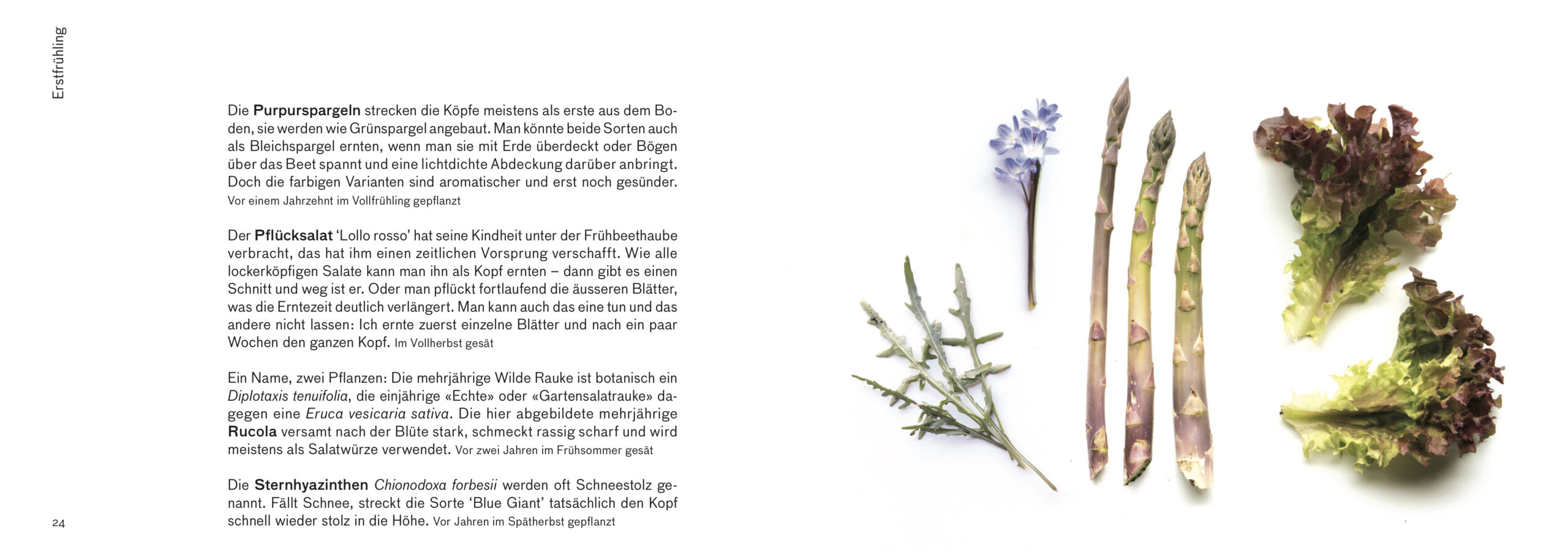 Erntebilder – mit vielen Tipps für den Anbau von Gemüse, Salat und Co. – Bild 6