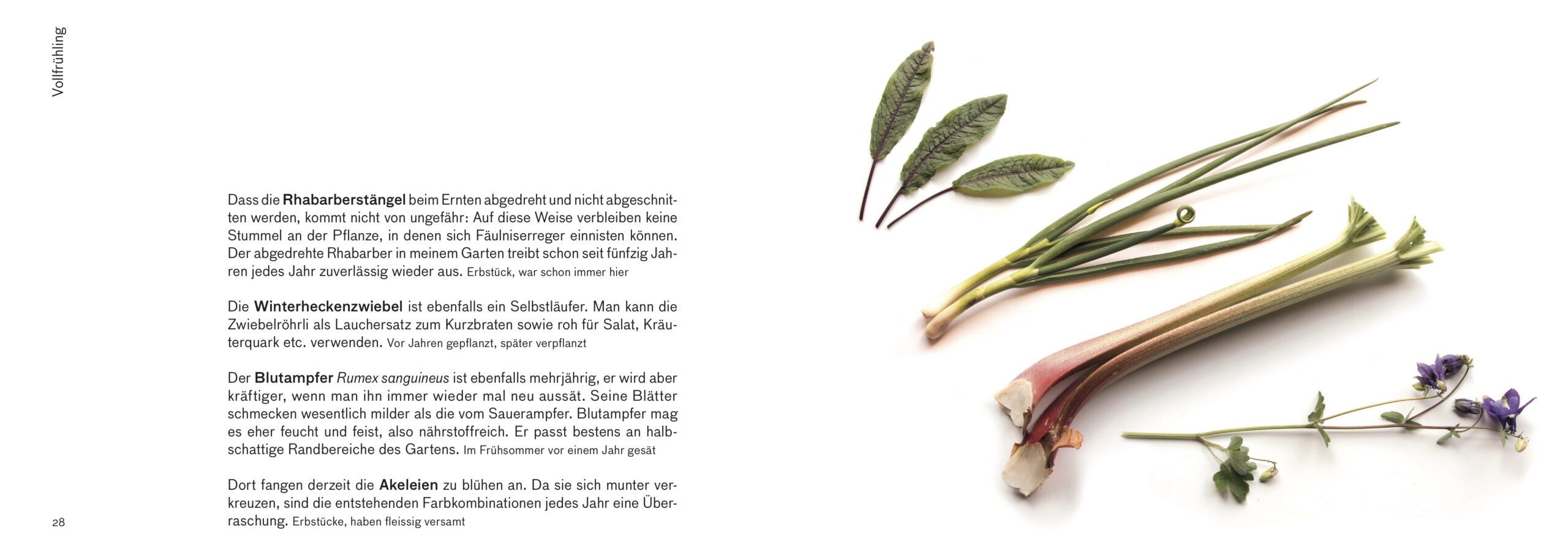 Erntebilder – mit vielen Tipps für den Anbau von Gemüse, Salat und Co. – Bild 7