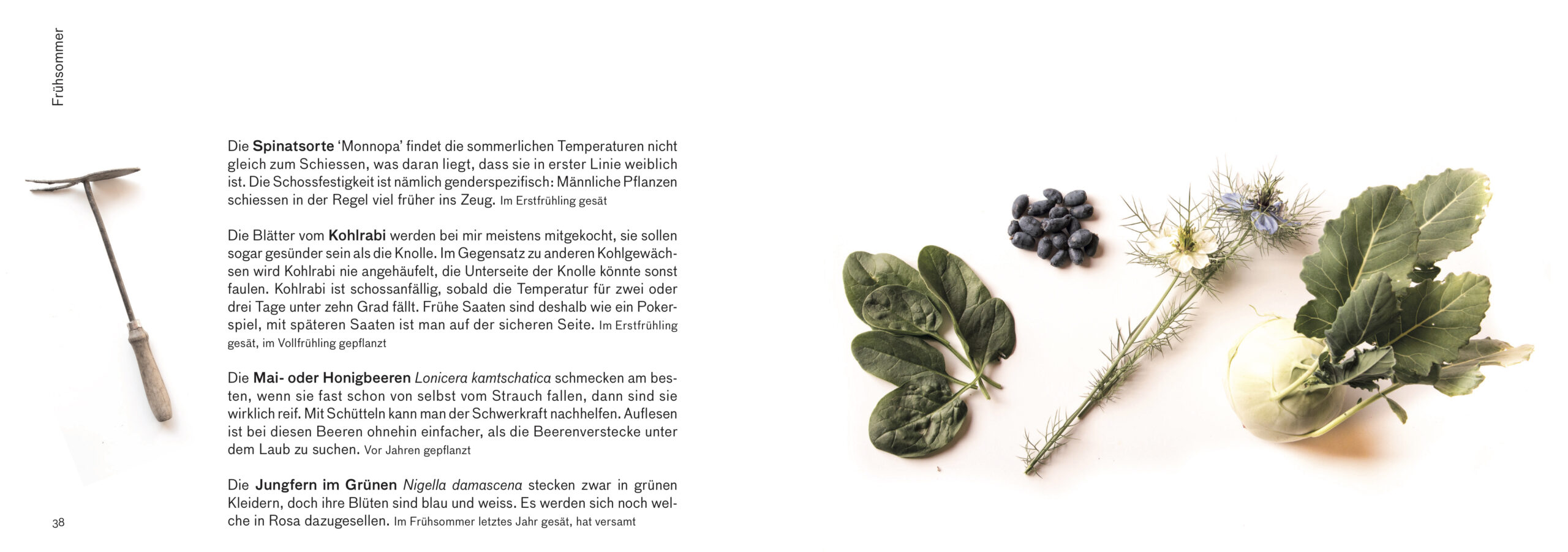 Erntebilder – mit vielen Tipps für den Anbau von Gemüse, Salat und Co. – Bild 8