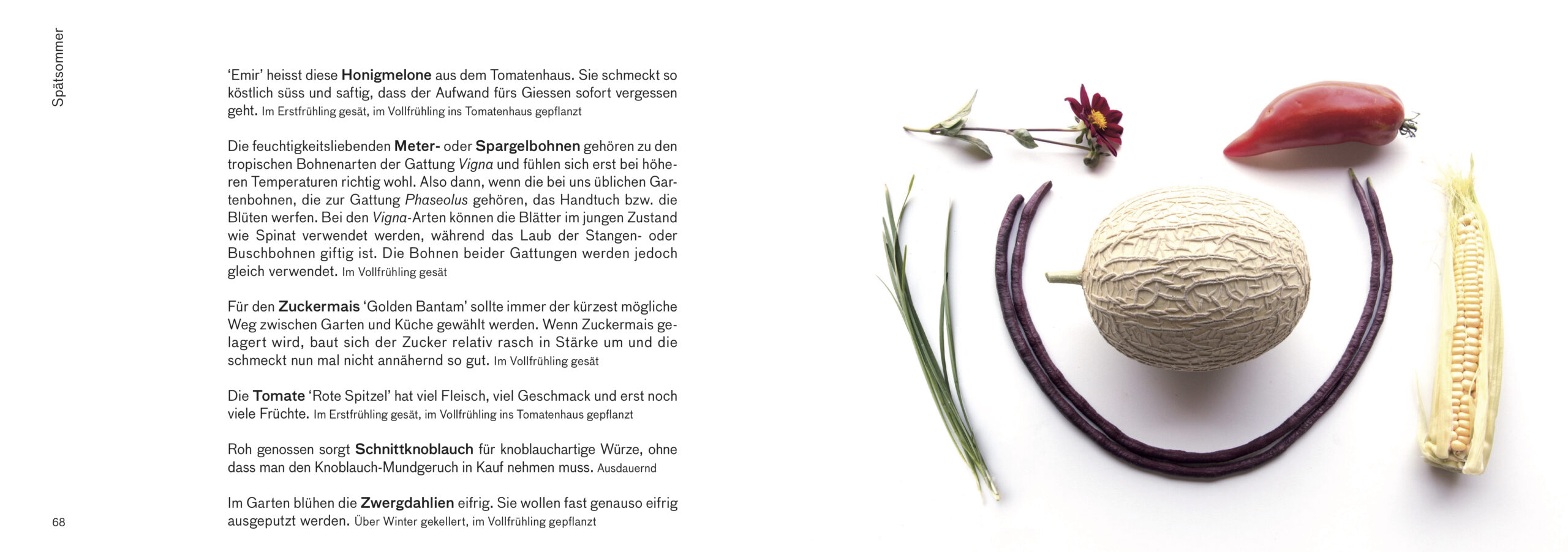 Erntebilder – mit vielen Tipps für den Anbau von Gemüse, Salat und Co. – Bild 10